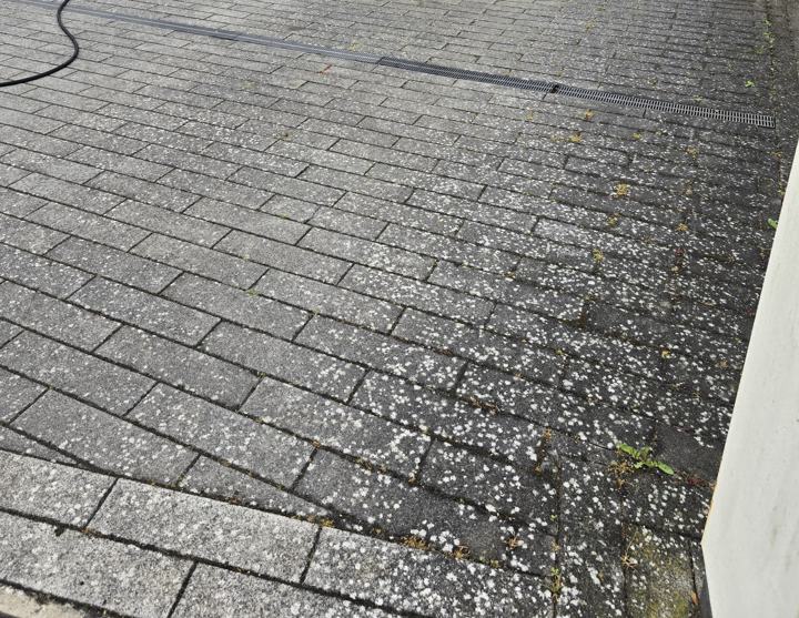 Grey block paving with heavy lichen spotting before cleaning